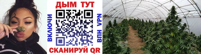 Конопля Ganja  Аргун 